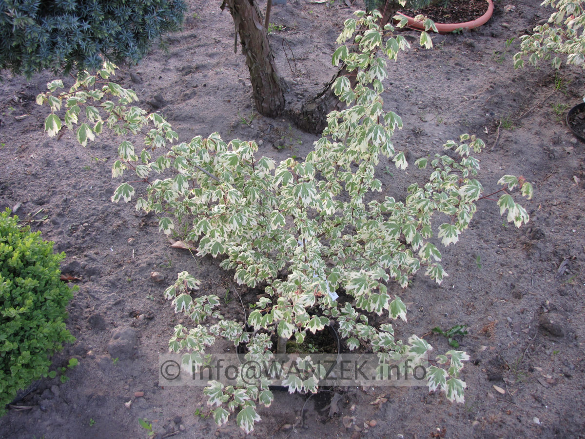 Acer campestre Carnival im Austrieb 2.JPG